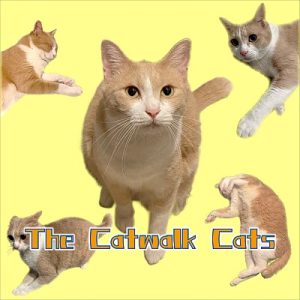 The Catwalk Cats